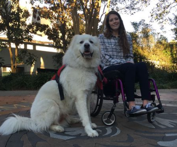 student in wheelchair with service dog