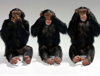 Three chimpanzees  - hear no evil, speak no evil, see no evil