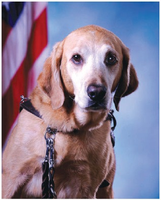 Pastel Bosken Portrait with American Flag.