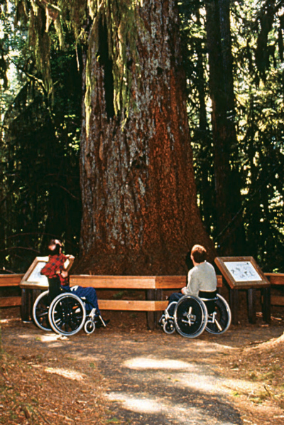 Photo of two people using wheelchairs sitting at the base of a huge tree. Interpretive signs are mounted on a wooden rail protecting the tree from foot traffic.