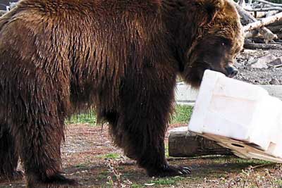Photo of a grizzly bear attempting to bite through a large plastic container.