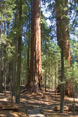 Photo of a trail winding through a grove of large sequoia trees.