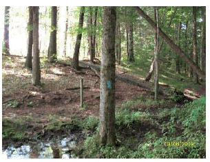 Natural/native soil trail through woods.