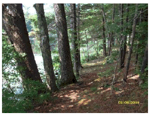 Natural/native soil trail through woods.