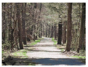 1/2” Crusher Run trail through wooded area.