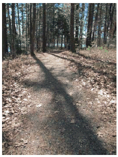 Dense grade gravel trail along lake and tree line.