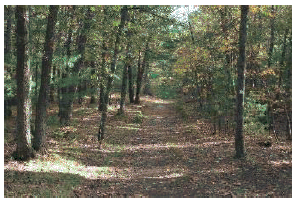 Natural/native soil trail through wooded area.