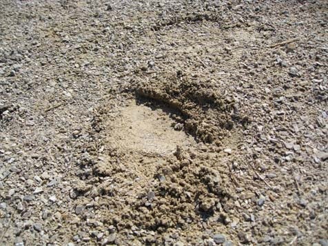 Quarter Inch Minus Limestone with footprint.
